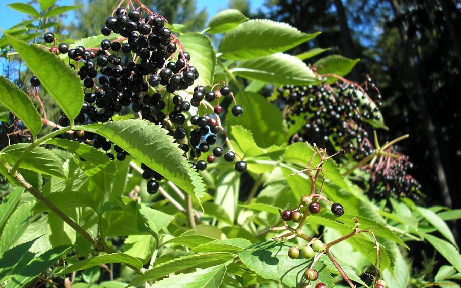 Желтое дерево