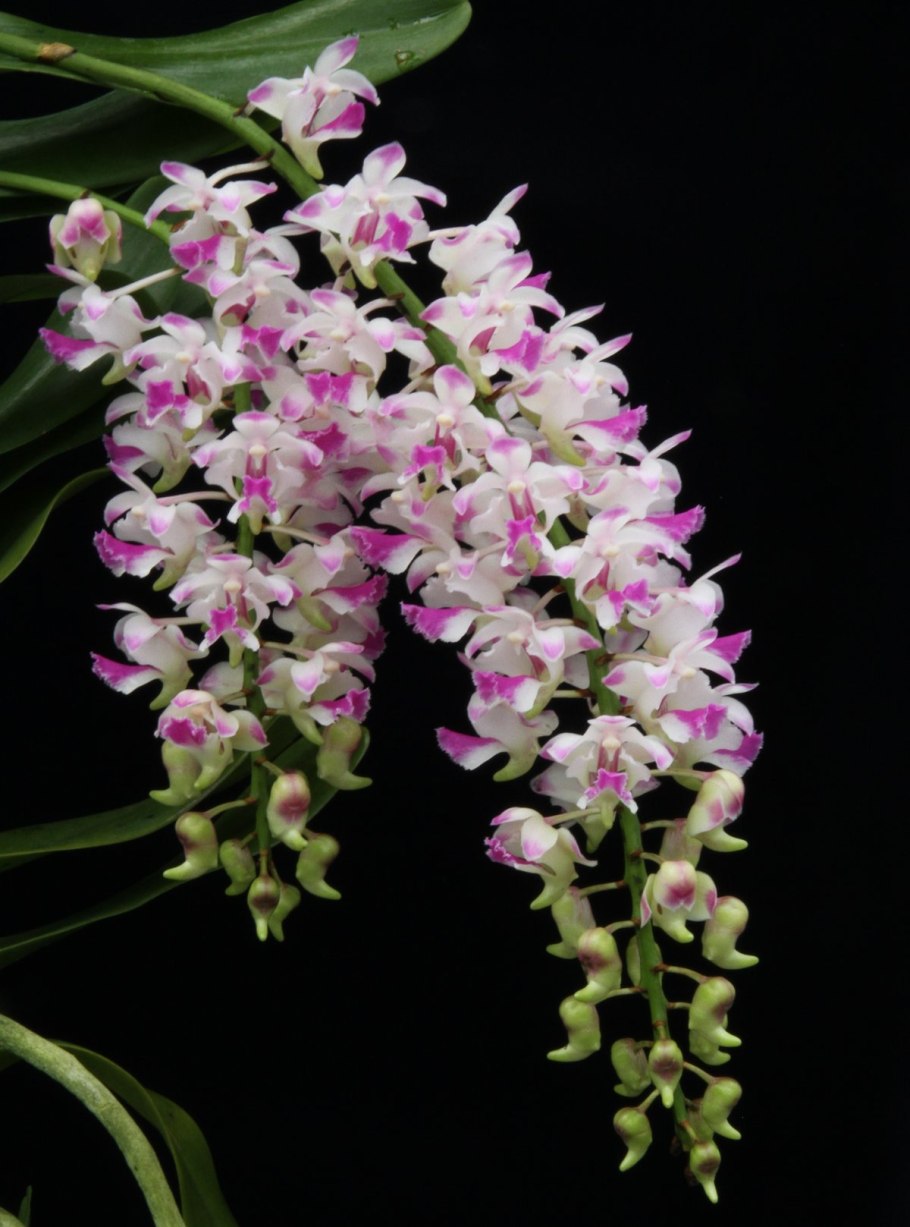 Aerides houlletiana