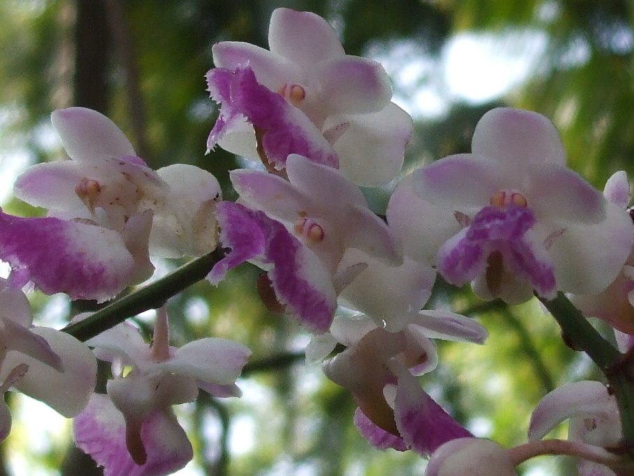 Rhynchostylis retusa
