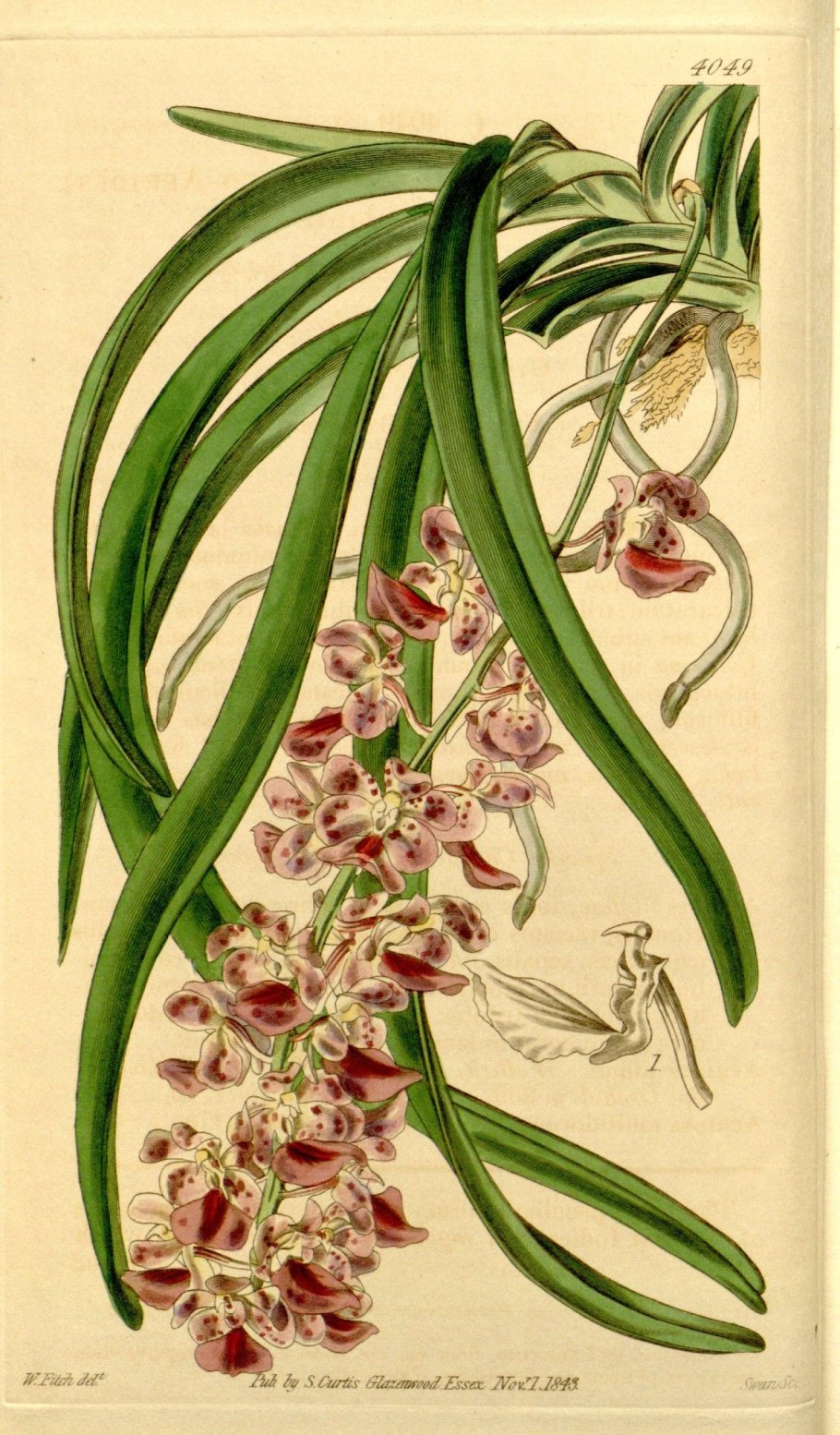 Цветок мультифлора рисунок