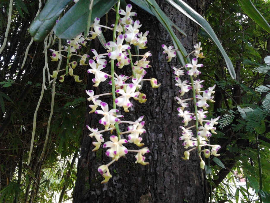 Aerides odorata x sib (Pink Color)