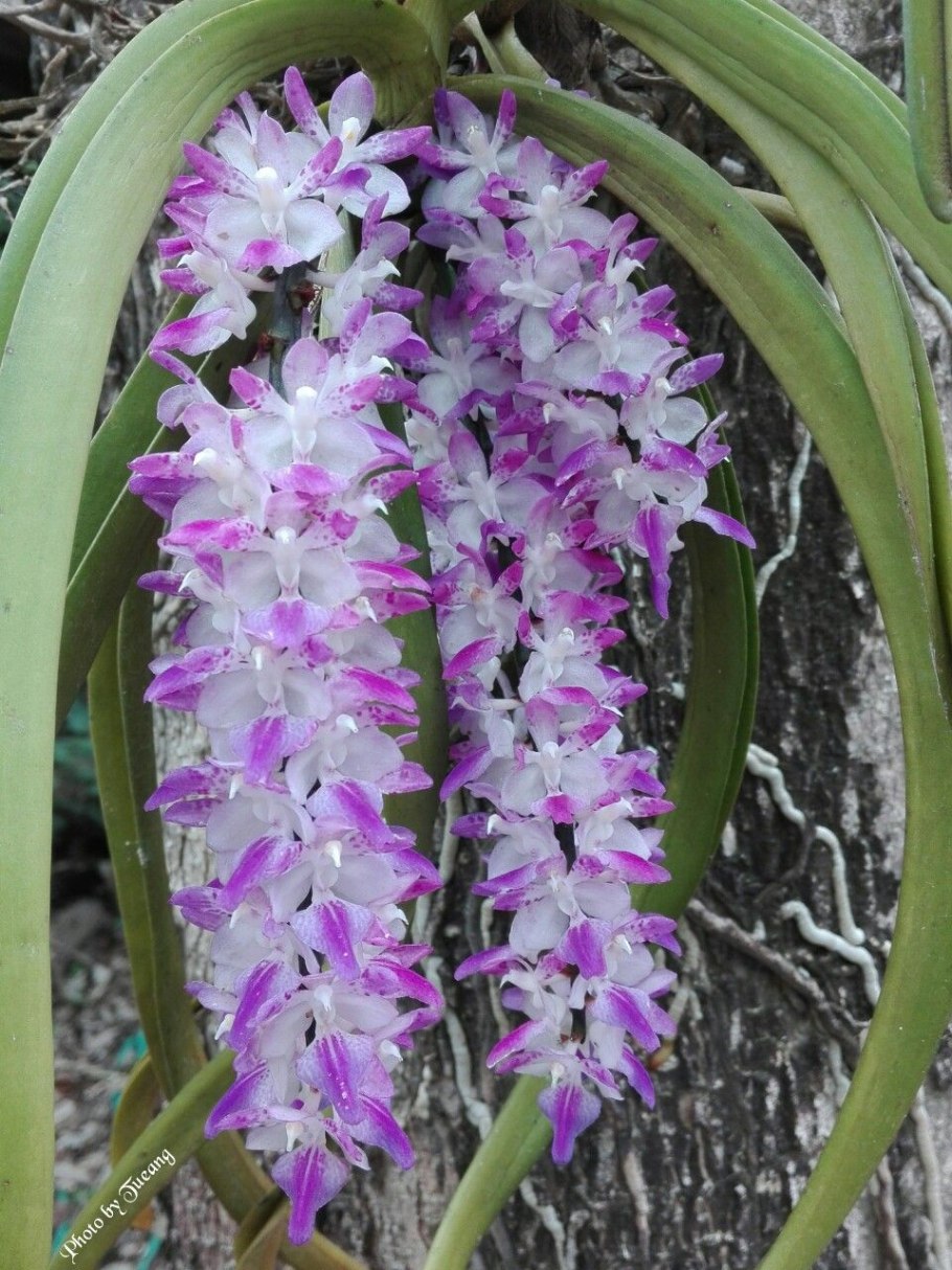 Aer. Houlletiana × sib