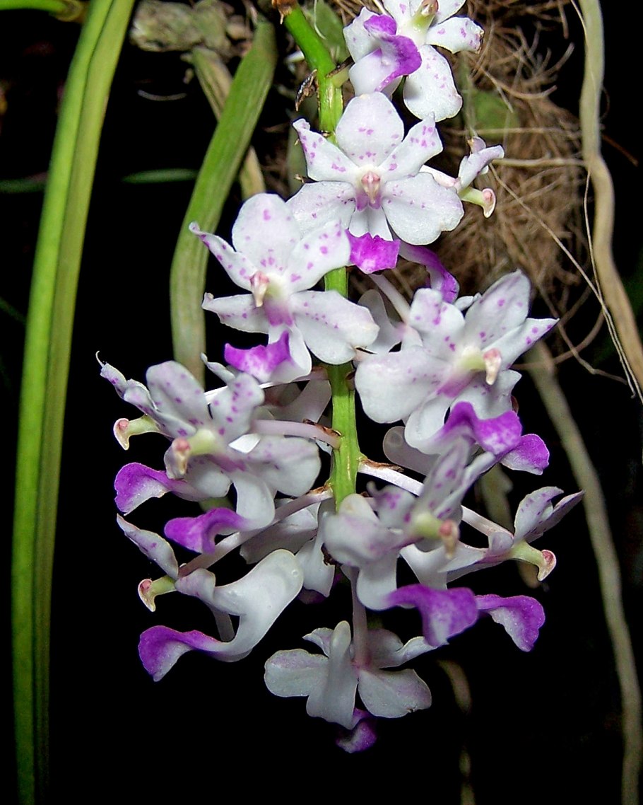 Aerides odorata