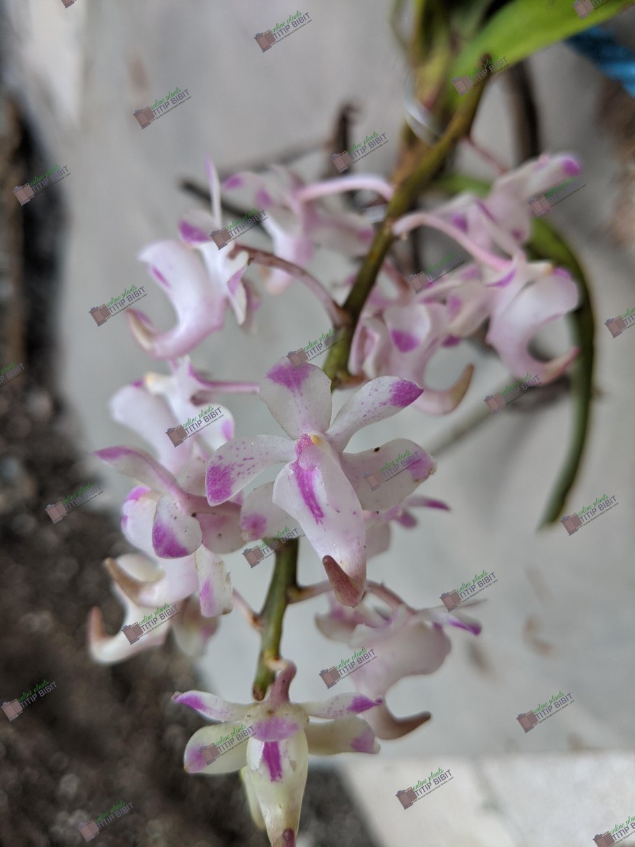 Aerides krabiensis