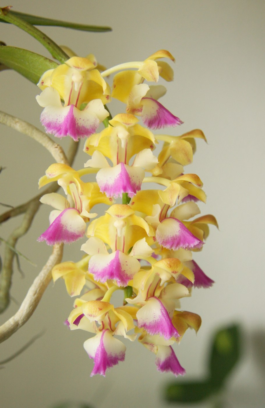 Aerides maculosa