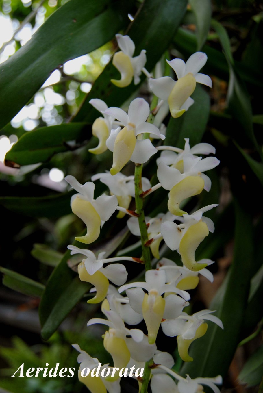 Aerides krabiensis