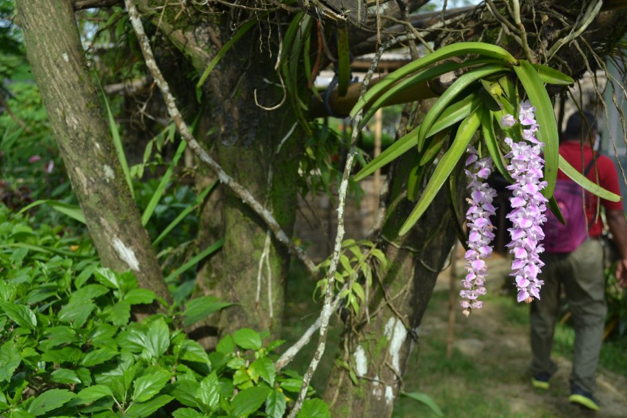 Орхидея Розея