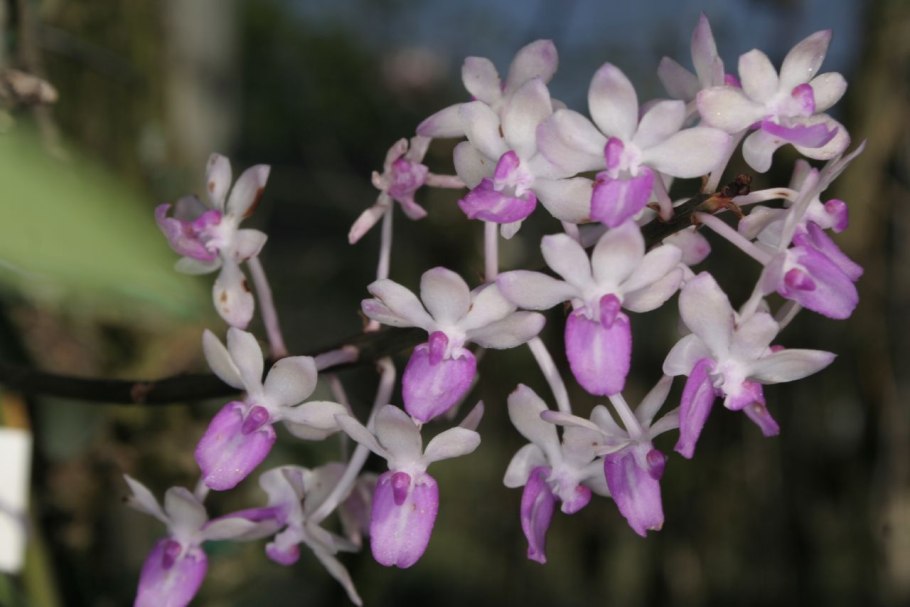 Wallpapers aerides lawrenceae