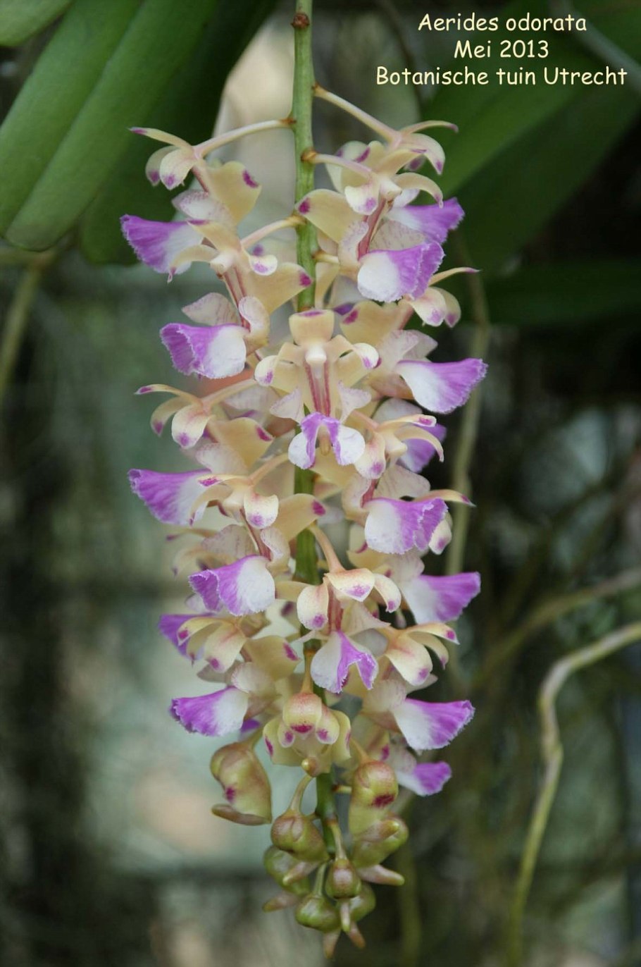 Aerides odorata