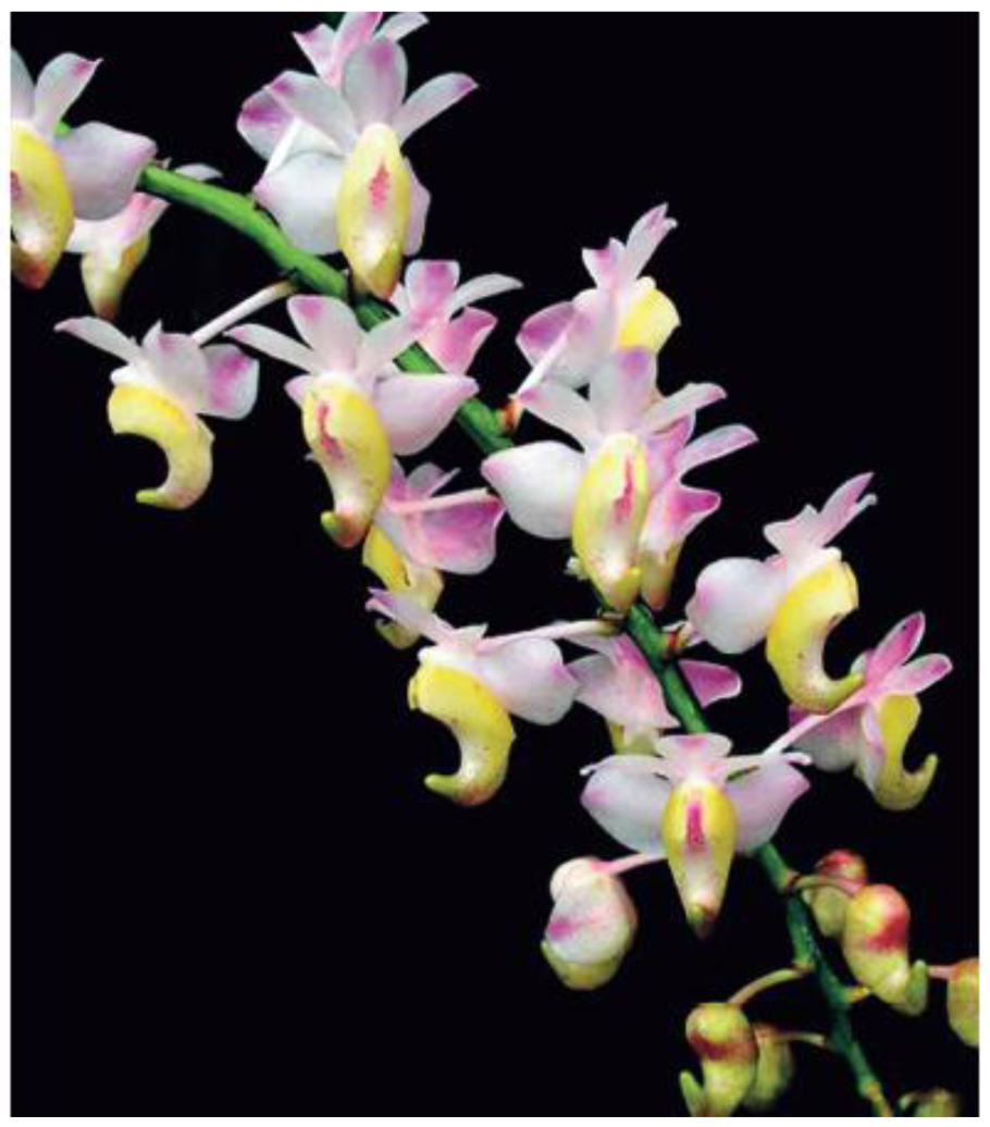 Орхидеи Аэридесы