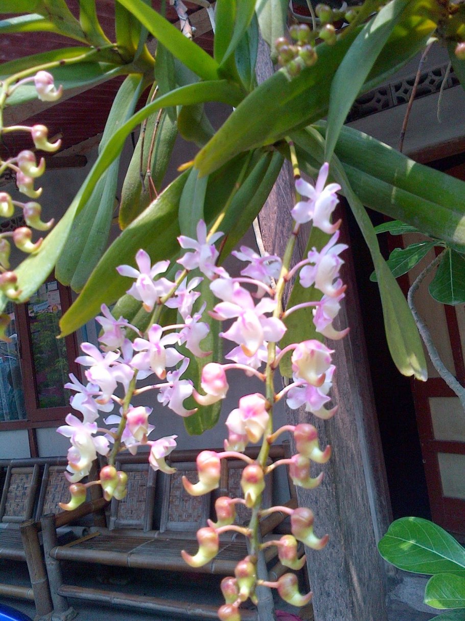 Aerangis houlletiana