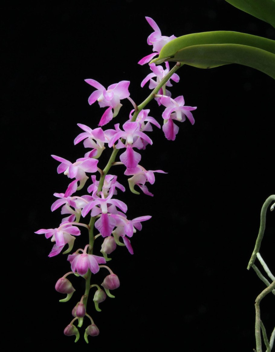 Aerides houlletiana
