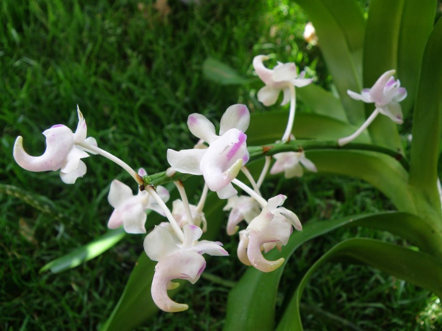 Aerides odorata Philippines