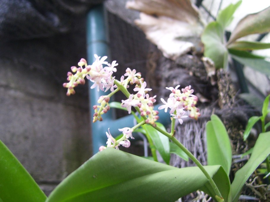 Аэридес Орхидея