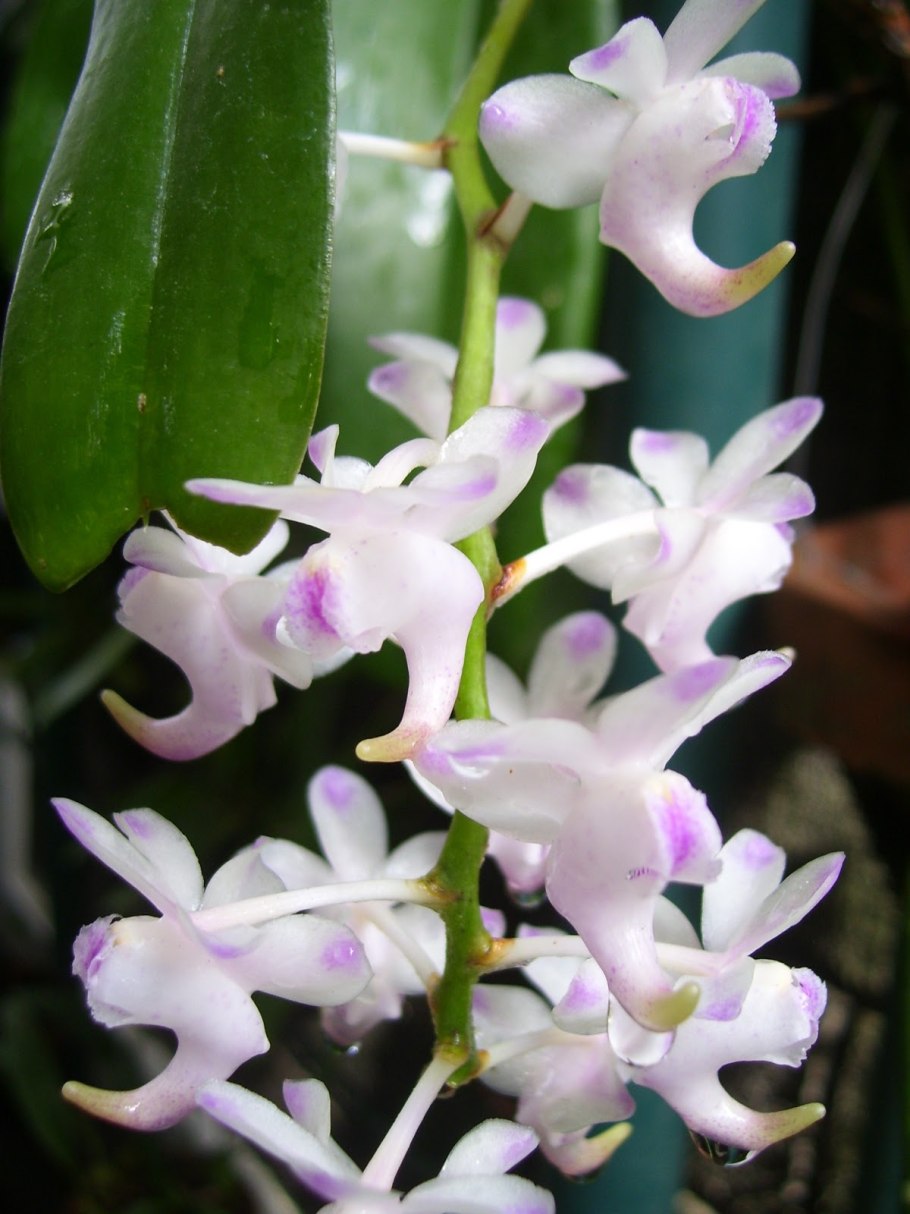 Aer. Rosea var. Alba