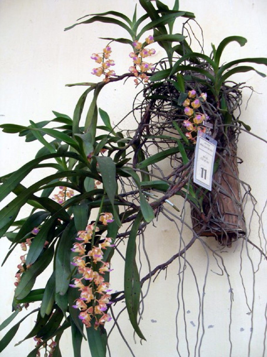 Aerides odorata