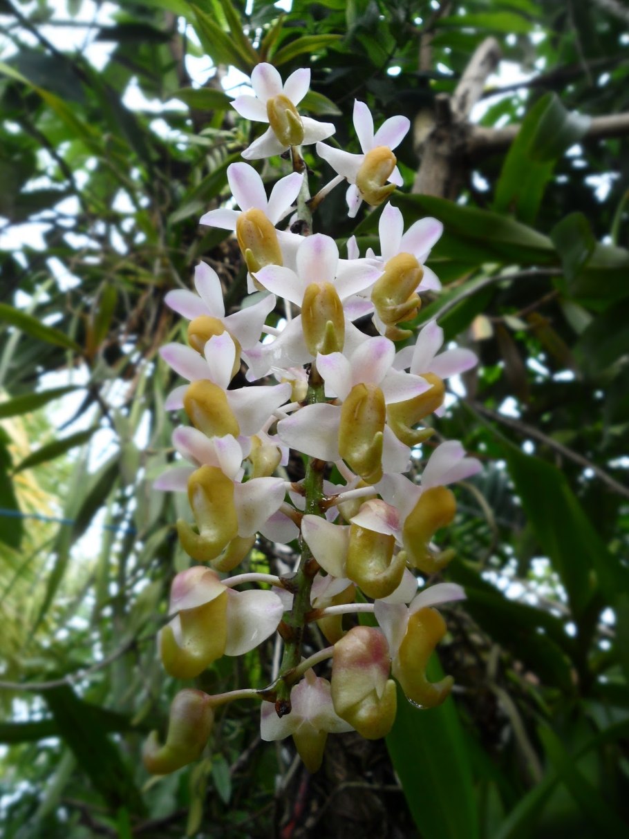 Аэридес Орхидея