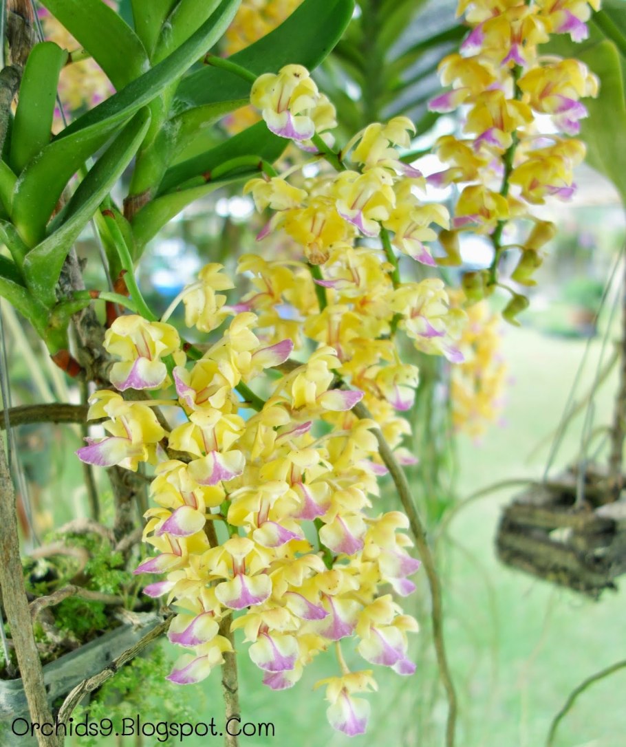 Aerides odorata