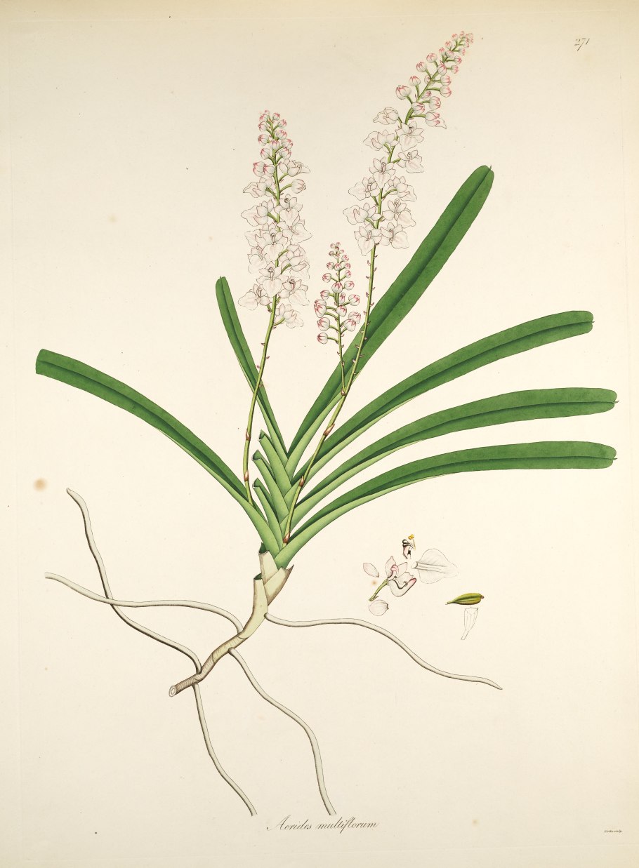 Aerides krabiensis