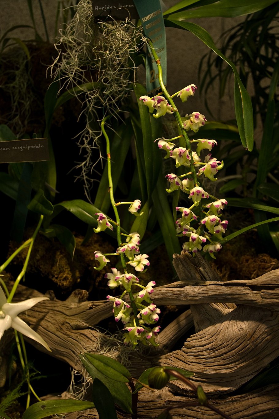 Aerides odorata