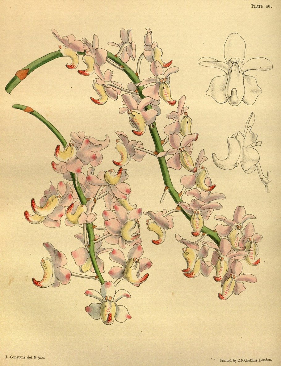 Aerides maculosa
