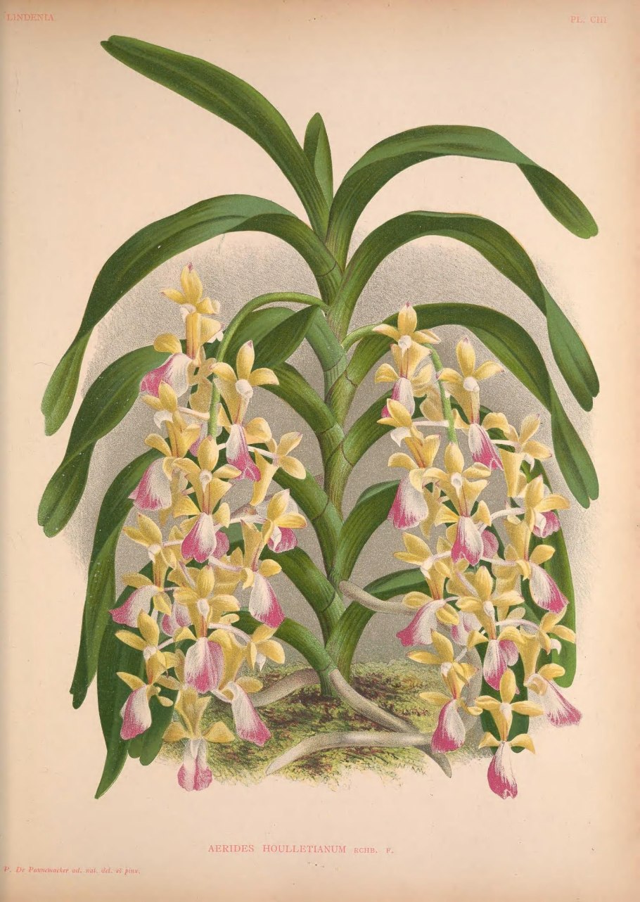 Aerides jarckiana