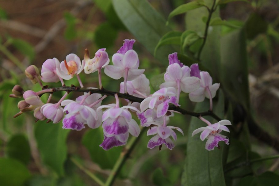 Seidenfadenia mitrata