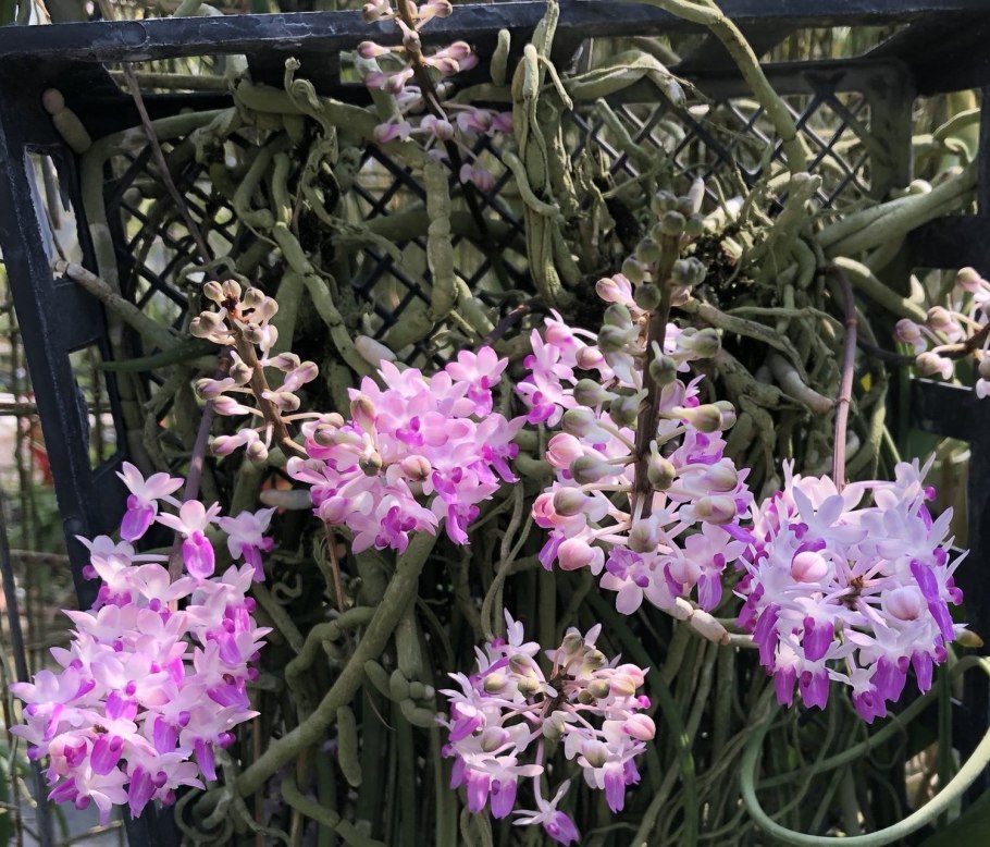 Aerides odorata Philippines