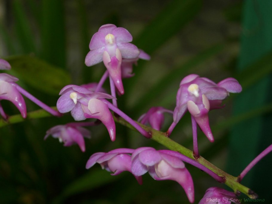 Аэридес Орхидея