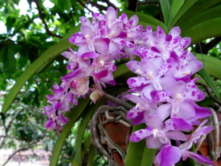 Aerides rosea ( Shocking Pink Flower)