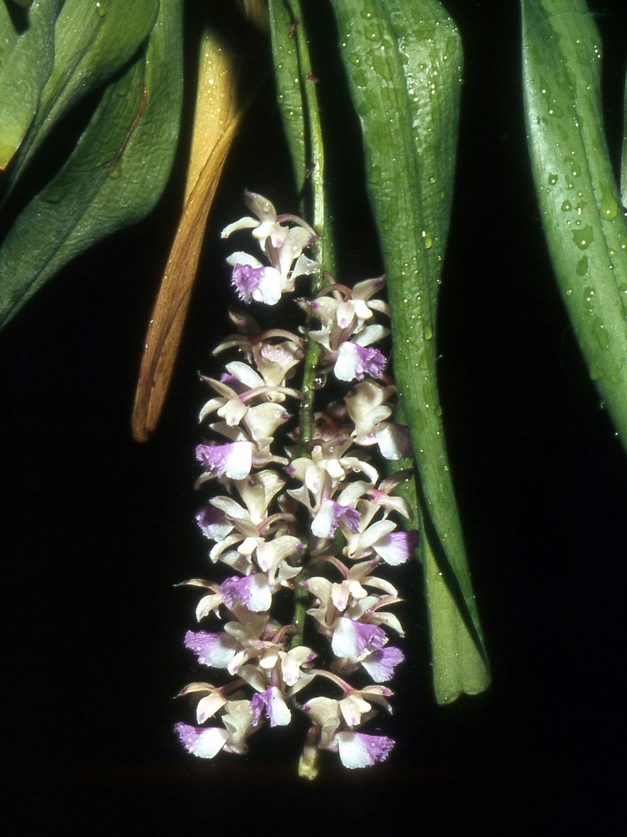 Цветок Горец Восточный