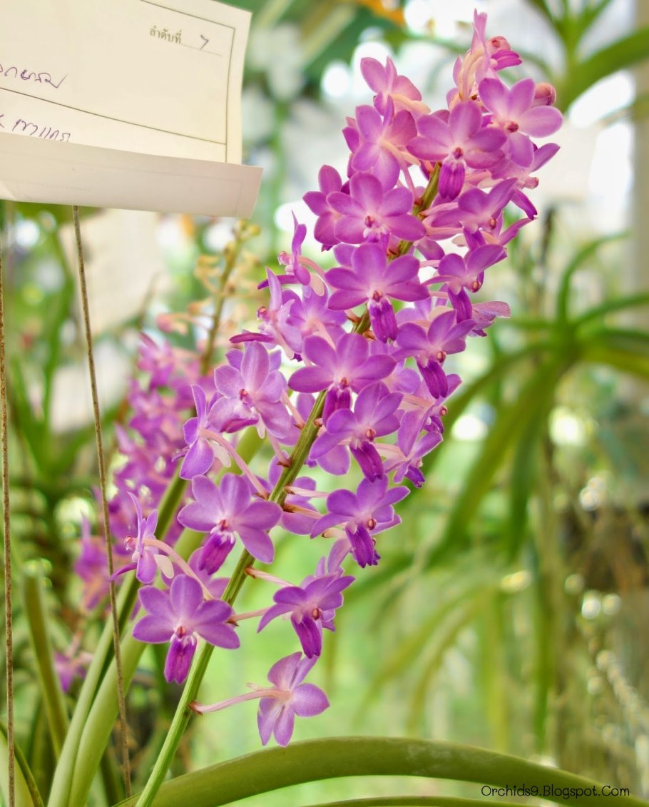 Aerides odorata
