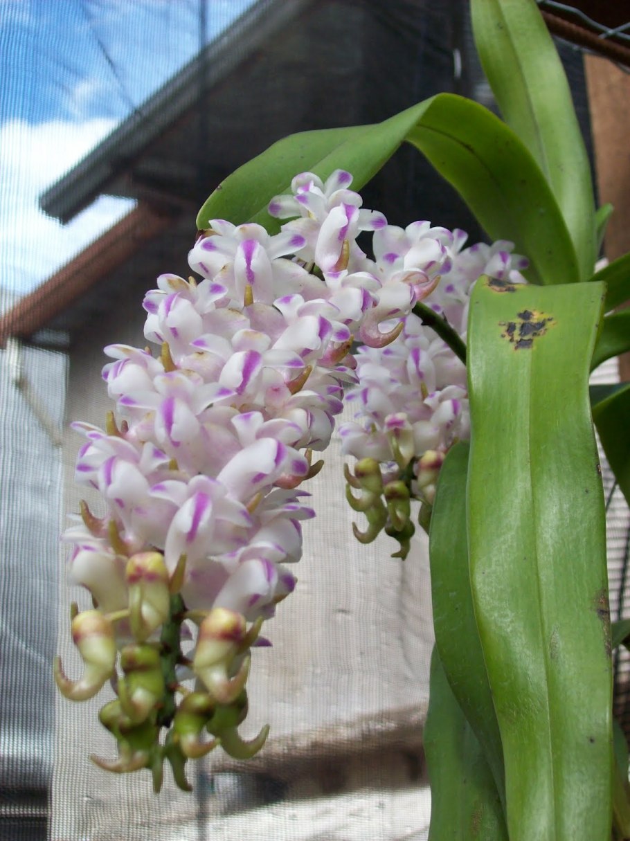 Орхидея одората