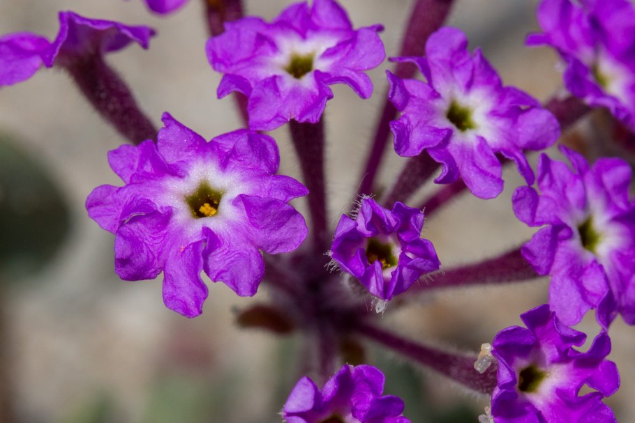 Аброния волосистая