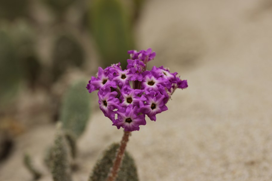 Йеллоустонская Песчаная Вербена