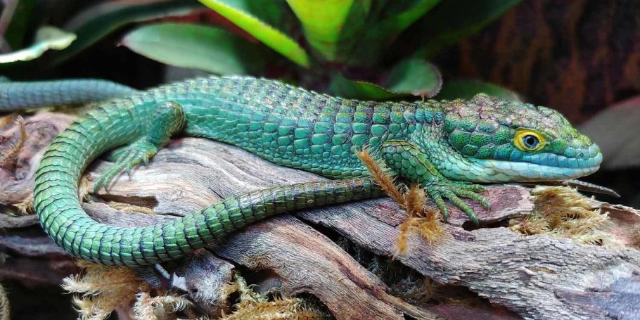 Abronia taeniata