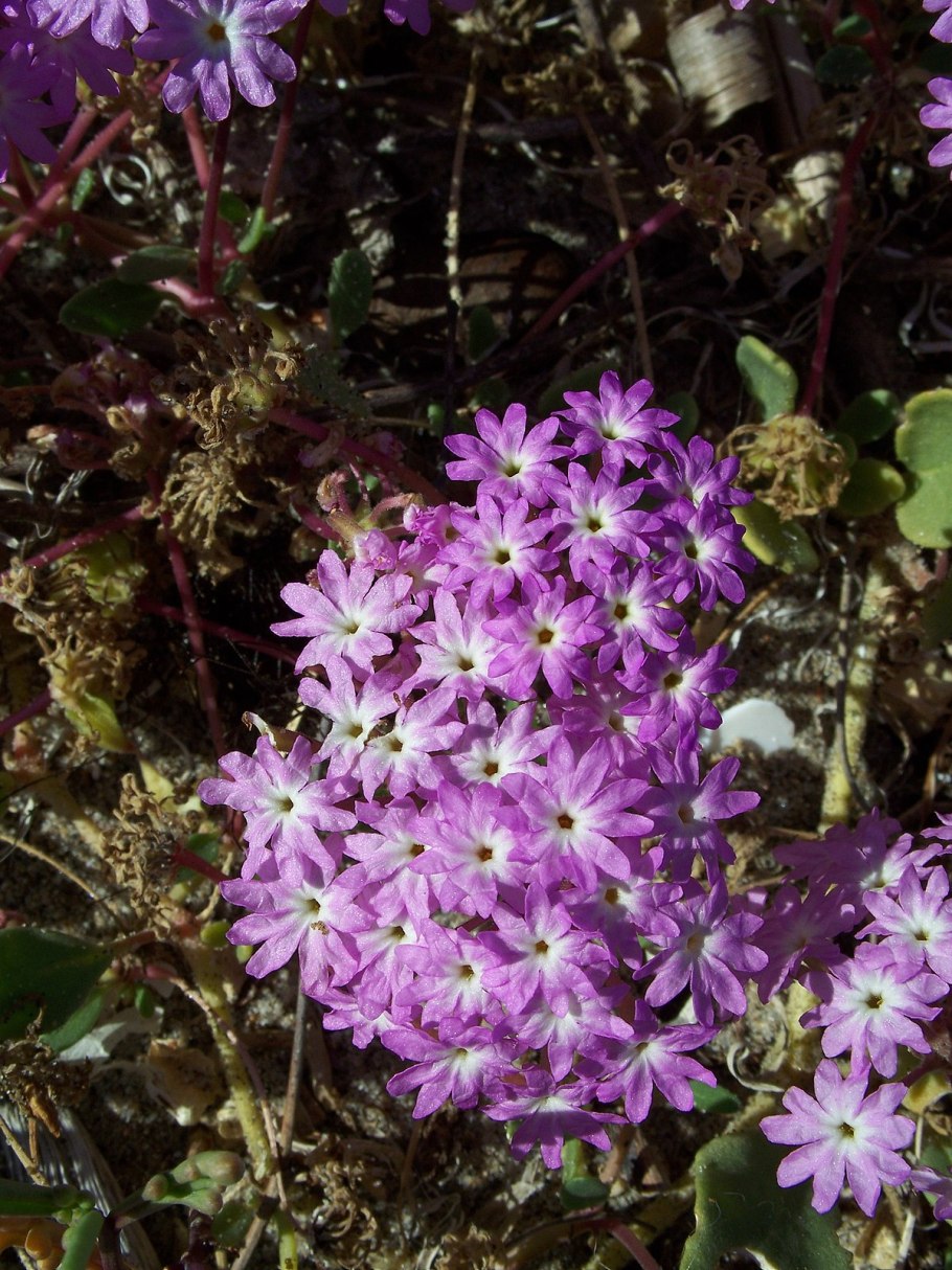 Pink Sand Verbena