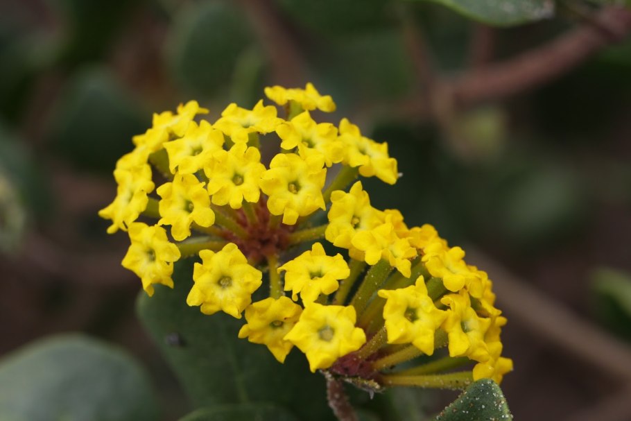 Аброния широколистная