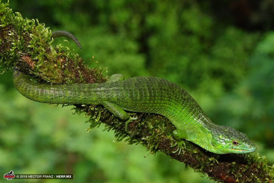 Аброния в сада