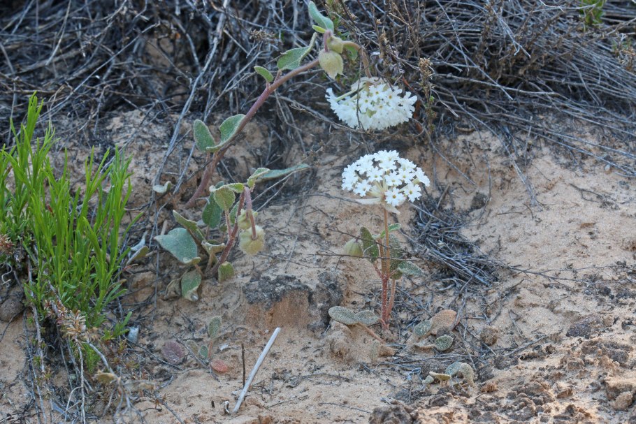 Древесная Аброния крылатый змей