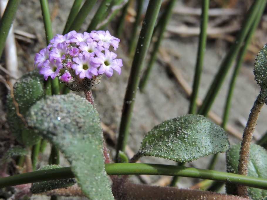 Аброния ПЕСКОЛЮБИВАЯ