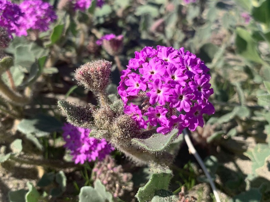 Аброния широколистная