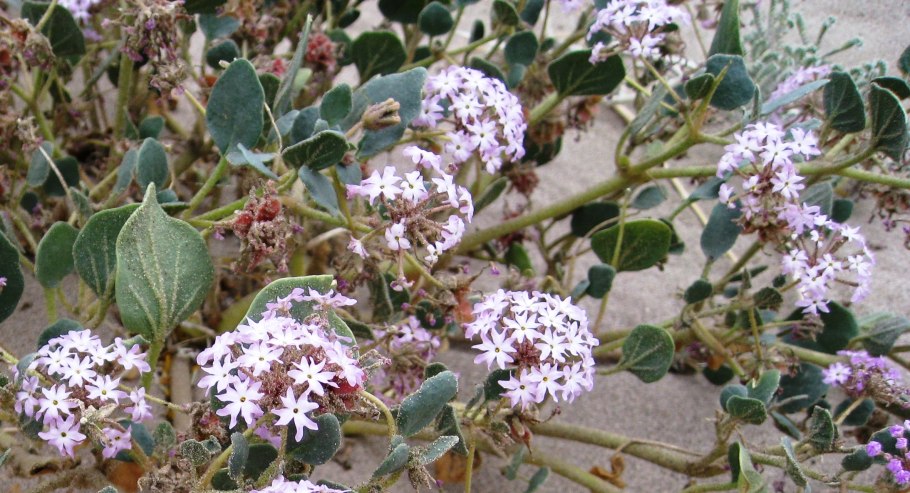 Йеллоустонская Песчаная Вербена