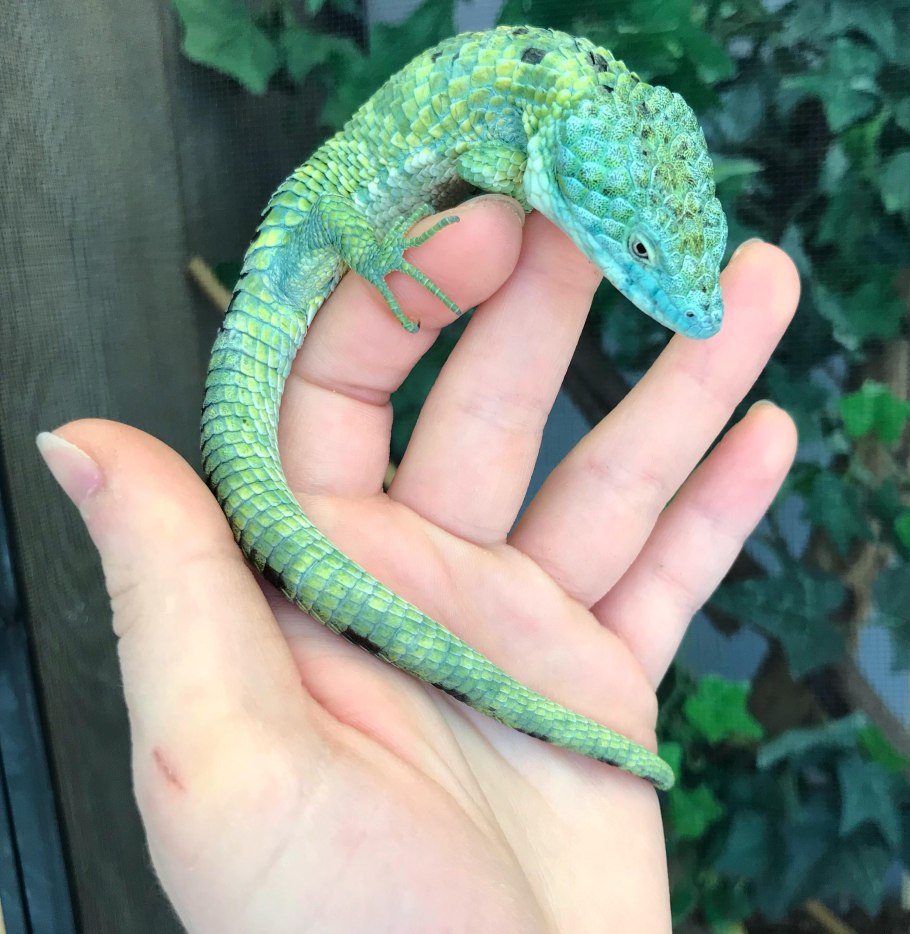 Abronia graminea