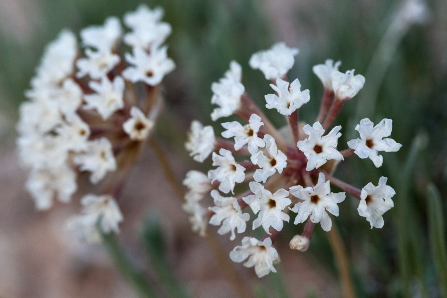 Аброния Abronia цветы