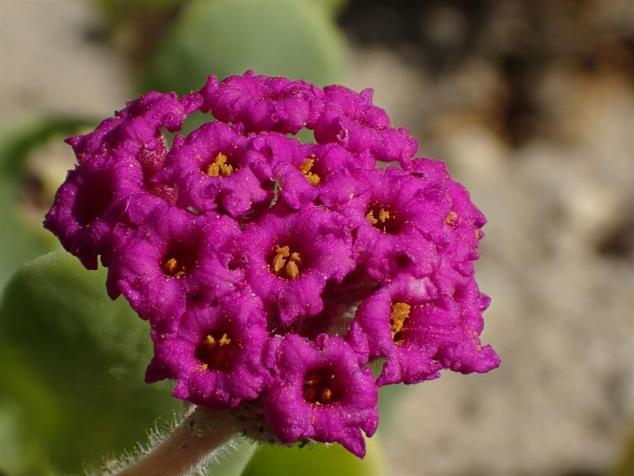 Аброния цветы