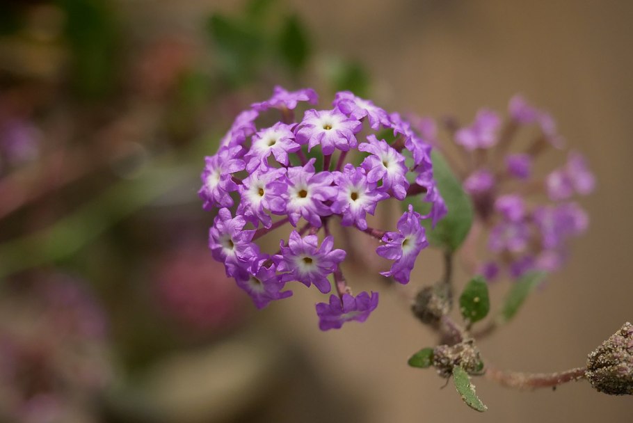 Песчаная Вербена