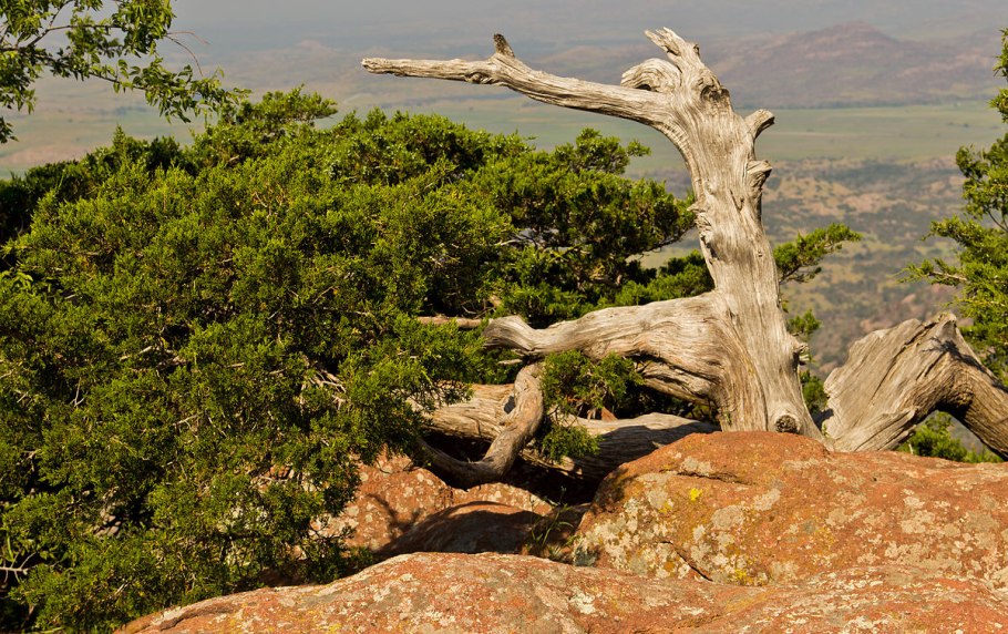 Можжевельник мексиканский куст