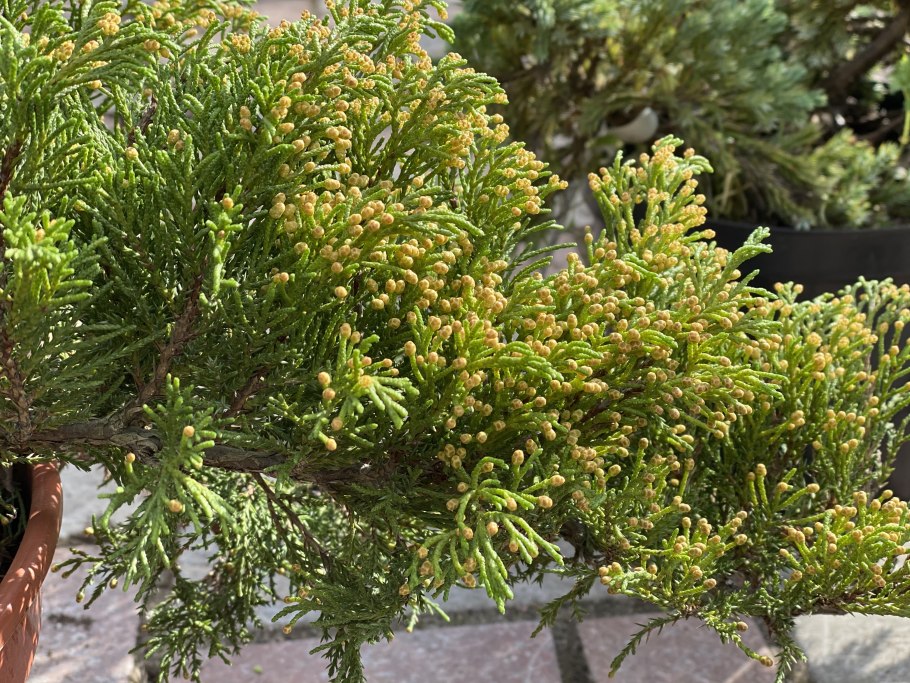 Можжевельники на солнце картинки