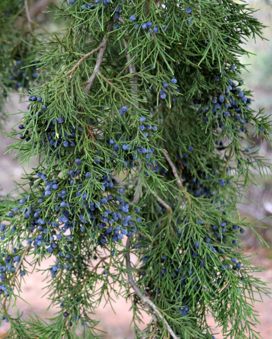 Можжевельник виргинский Альбоспиката